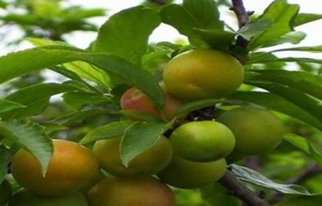 西梅的种植方法（西梅的种植方法和技术PPT）