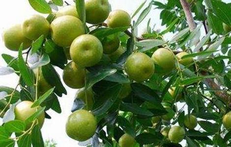 酸枣的种植方法 酸枣的种植方法和管理