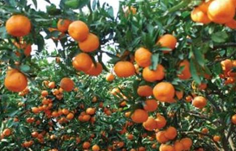 柑橘树修剪原因(柑橘树修剪原因有哪些)