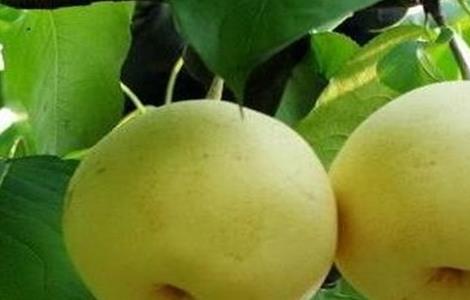 雪梨种植的注意事项（雪梨种植的注意事项是什么）