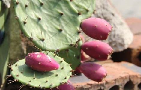 仙人掌果的种植方法（仙人掌果的种植方法视频）