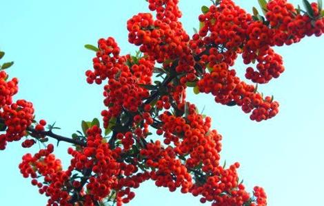 火棘果的种植方法(火棘果怎样种植)