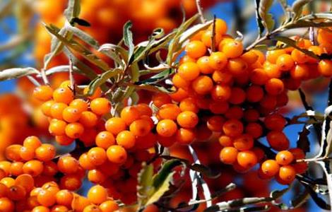 种植沙棘果该怎么管理(沙棘果的生长环境)