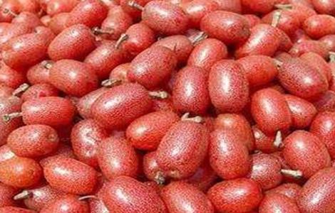 羊奶果多少钱一斤 羊奶果树价格