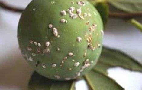 柿子树常见虫害 柿子树常见虫害图片