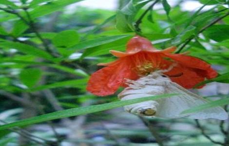 石榴树常见病虫害(石榴树常见病虫害识别与防治)