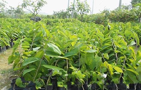 释迦果树种植方法(释迦果树种植方法管理)