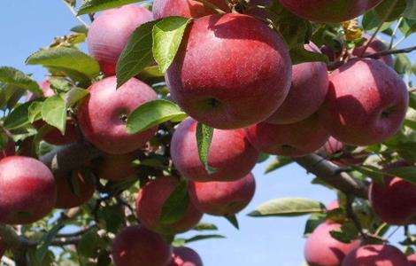 苹果冬季管理技术 苹果冬季管理技术方案