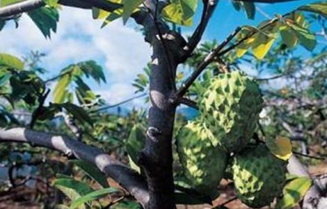 释迦果的高产管理要点 释迦果种植技术与管理