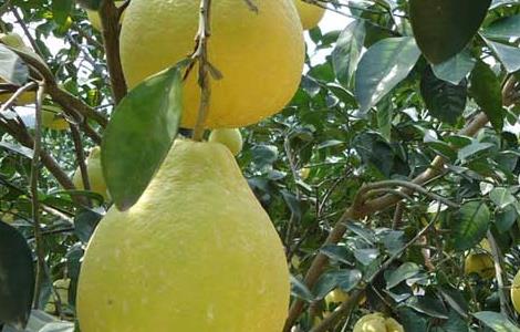 如何提高沙田柚的产量(如何提高沙田柚的产量和质量)