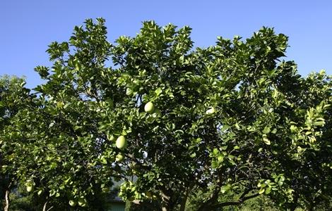 柚子树的管理要点 柚子树的管理要点有哪些