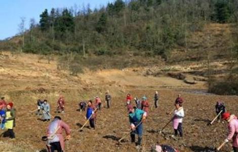 刺梨的种植技术(刺梨的种植技术与管理)
