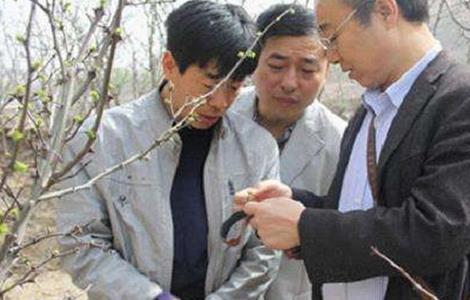 佛手怎么修剪（佛手怎么修剪管理）