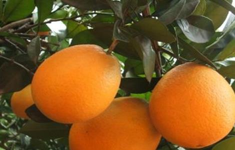 脐橙的田间管理技术 脐橙的田间管理技术有哪些