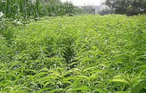 桃树修剪技术（桃树如何修剪和桃树修剪技术）