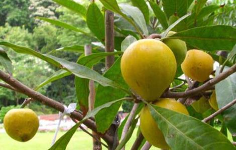 蛋黄果的管理要点(蛋黄果的管理要点包括)