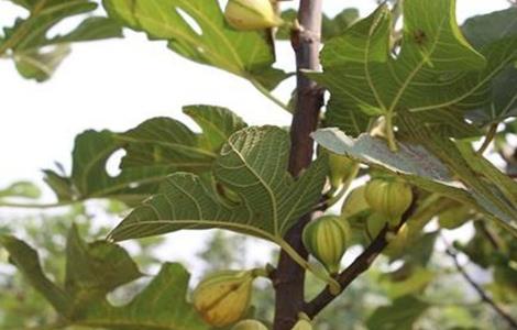 无花果的繁殖方法 无花果的繁殖方法和技术