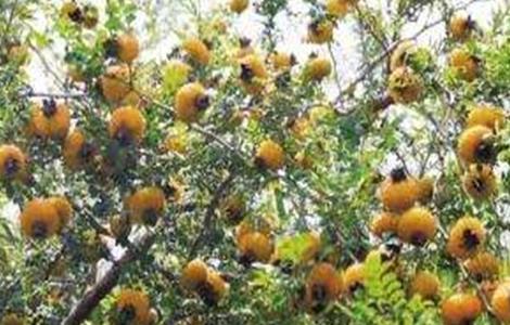 刺梨的病虫害防治方法 梨树虫害及防治方法