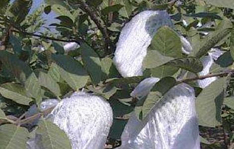 番石榴的套袋时间和方法（番石榴什么时候套袋）