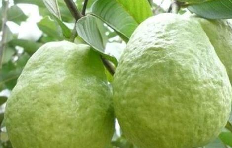 番石榴的种植条件（番石榴种植气候）