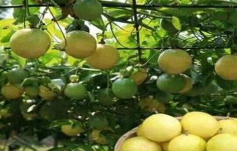 黄金百香果管理要点(百香黄金果的种植和管理)