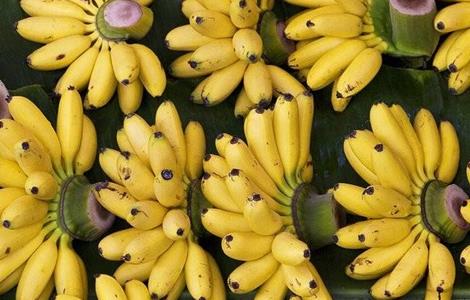 粉蕉的种植技术 粉蕉栽培关键技术