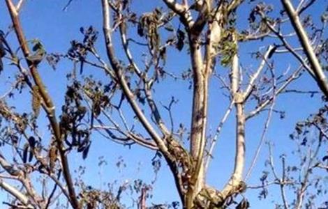 核桃冻害预防和补救措施（核桃冻害预防和补救措施视频）