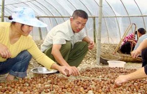 核桃种子常用的催芽方法 核桃种子常用的催芽方法有哪些