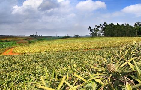 菠萝种植的注意事项（菠萝种植的注意事项有哪些）