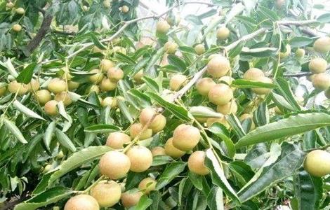 冬枣的种植注意事项（冬枣种植栽培的技术要点）