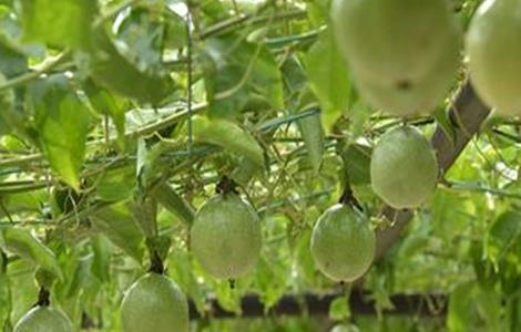 果树如何追肥 果树如何追肥最好