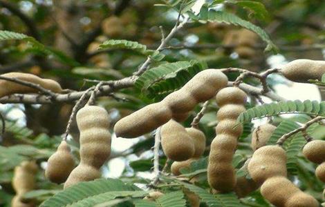 酸角的种植技术 酸角种植基地