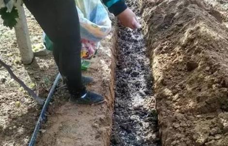 常见果树施肥方法 常见果树施肥方法图片