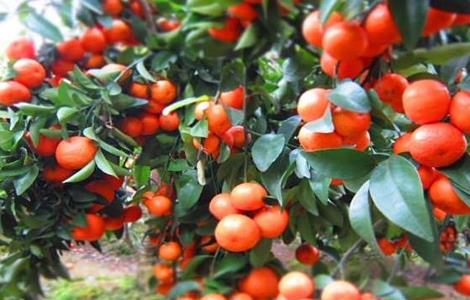 沙糖桔的种植条件 沙糖桔的种植方法和管理