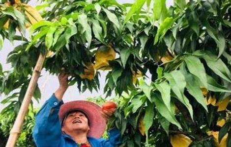 桃子的套袋技术（桃子的套袋技术要求）