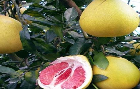 红肉蜜柚种植技术（红肉蜜柚种植技术视频）