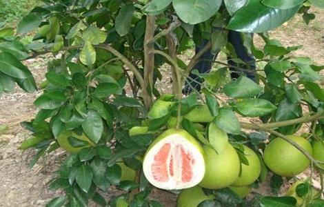 种植红肉蜜柚的管理要点（种植红肉蜜柚的管理要点有哪些）