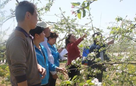 苹果的人工授粉技术（苹果的人工授粉技术是什么）