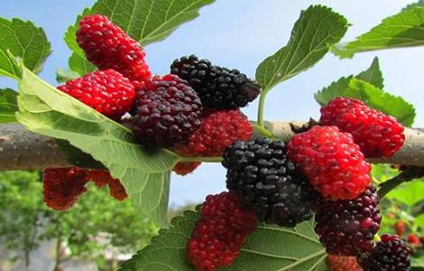 桑葚的种植管理技术（桑葚的栽培技术）