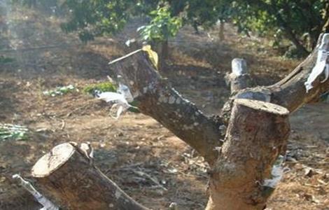 芒果的嫁接技术 芒果的嫁接技术视频