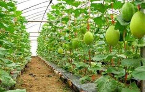 哈密瓜的种植注意事项（哈密瓜的种植方法和管理）