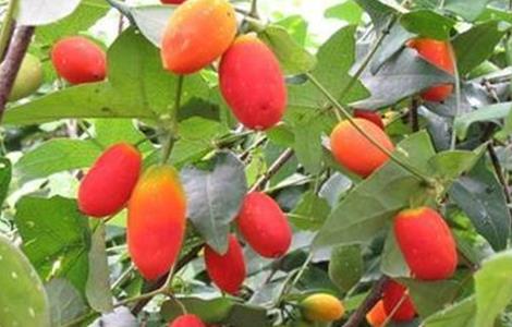 红参果的种植技术（红参果的种植技术与管理）