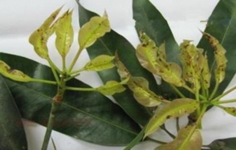 芒果常见病虫害的防治方法（芒果常见病虫害的防治方法有哪些）