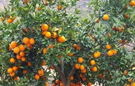 橙子的防寒抗冻技术 橙子的防寒抗冻技术怎么样