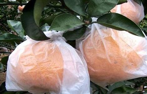 橙子的套袋技术（橙子的套袋技术视频）