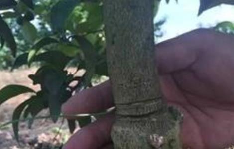 脐橙的保花保果方法