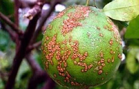 脐橙的溃疡病防治方法 脐橙溃疡病如何防治