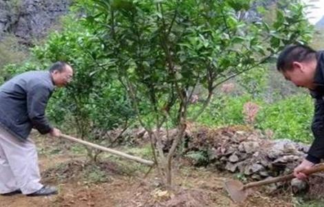 橙子树的施肥技术（橙树施肥方法）