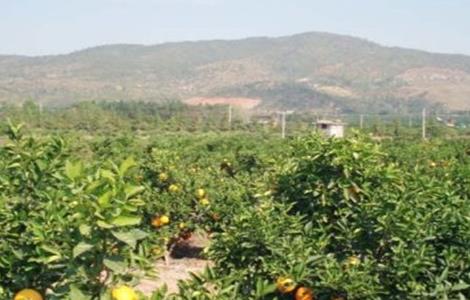 橙子的种植注意事项（橙子的种植注意事项是什么）