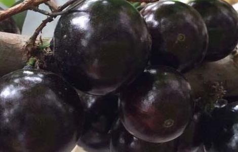 嘉宝果的繁殖方法 嘉宝果的繁殖方法有哪些